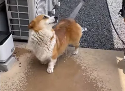 初めての水浴び