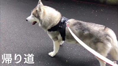 動物病院の帰り道…