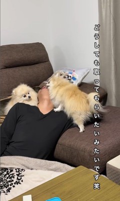 ボールを取ってもらいたいクララちゃん9