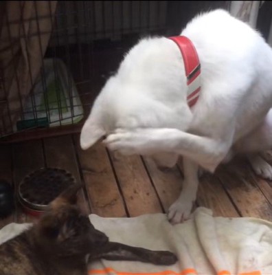 リキくんとすずちゃん8