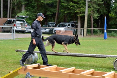 障害物を渡る警察犬