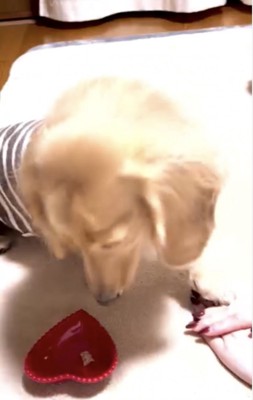 おやつを食べる犬