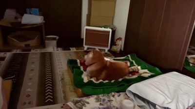 ふわふわの毛で保温されてる！