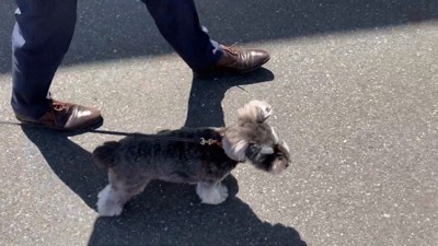 仲良く並んでお家へ