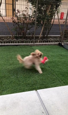 おもちゃを投げた時のベルちゃん6