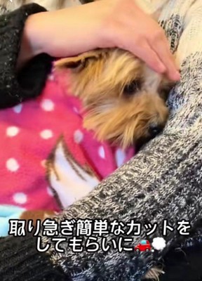 ボサボサの毛をカット