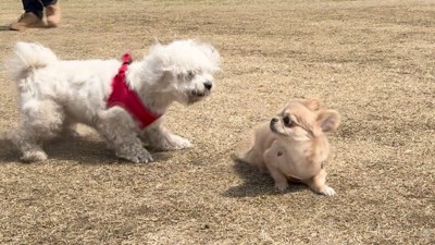 ハナちゃんはびっくり