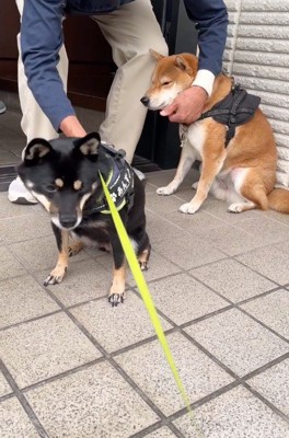 男性に撫でられる黒い犬と茶色い犬