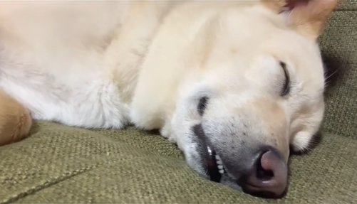 眠っている保護犬