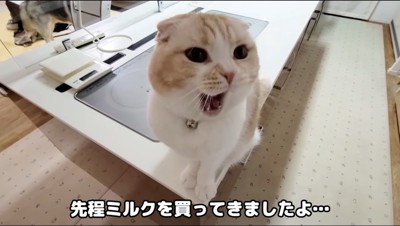 飼い主を見ながら口を開く猫