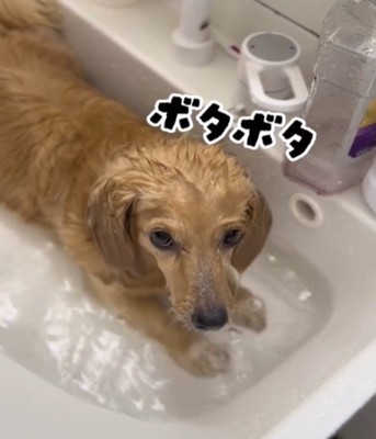 こちらを見る犬