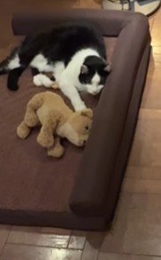 ネコさんに盗られちゃった！