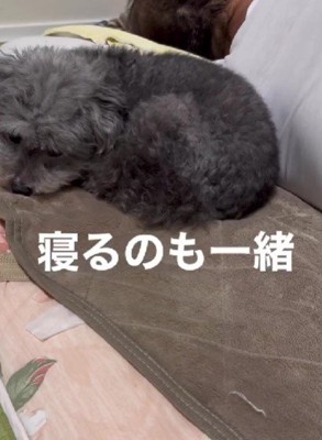 一緒に寝るほど仲良しに