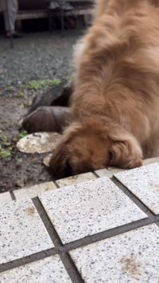 掘った穴に顔を突っ込む犬
