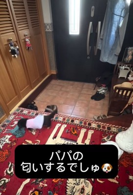 玄関をウロウロする小型犬