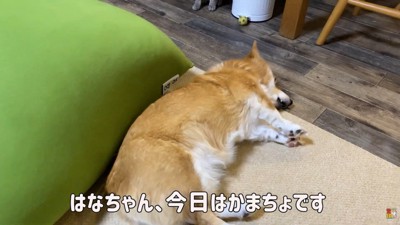 構ってほしそうにゴロ~ン♡
