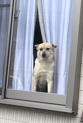 窓辺でじっと待つ犬