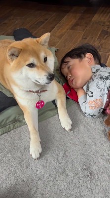 周りを見まわす犬