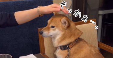レストランの椅子で撫でられる柴犬