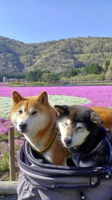 カートに乗って花畑を散歩する2頭の犬