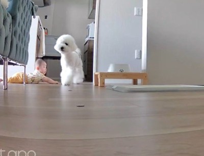 ハクちゃんに助けを求めに…