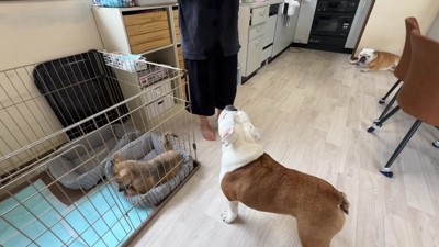 お風呂を頑張ったハクちゃん