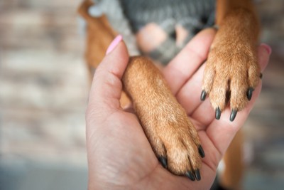 茶の犬の両手、黒い爪