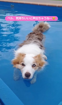 プールで遊ぶボーダーコリー