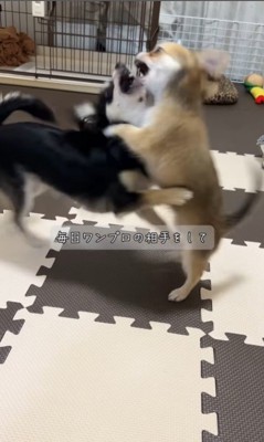 チコちゃんとナッツちゃんの6ヶ月間の軌跡5