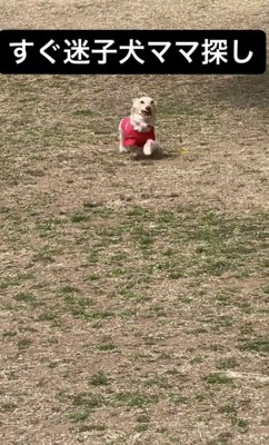 「ママぁー！」