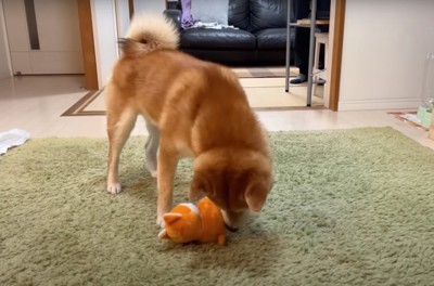 おもちゃを転がす柴犬