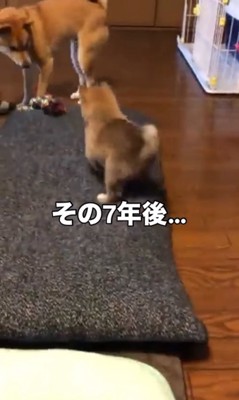 もずく君とわさび君の変化7