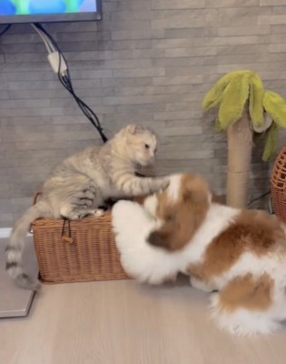犬の頭に前脚を伸ばす猫