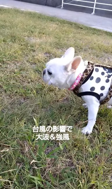 芝生の上で風を浴びるフレンチブルドッグ