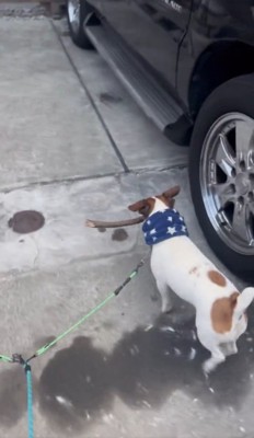 帰宅したバディくん