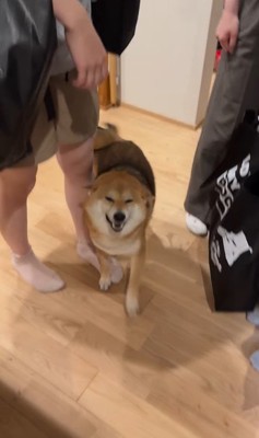 お客さんを熱烈歓迎するはちちゃん9