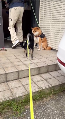 男性の後を追う黒い犬