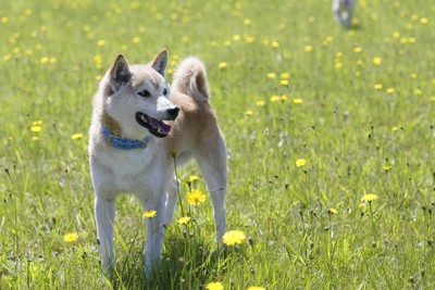 野原で遊ぶ柴犬