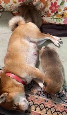 すやすや眠る犬の親子と2匹の子犬
