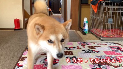 「もう怒ってないよね？」