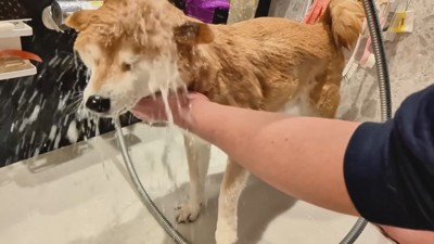 シャンプーをするスティーブくん6