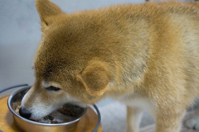 食事中の柴犬