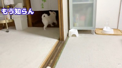 お姉ちゃんと喧嘩した時のコハクくん7