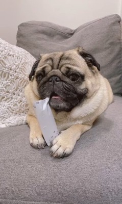 トイレットペーパーの芯を齧る春太くん6