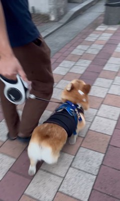 リードを持つ人が交代した時のジノくん5