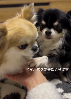 人の手に黒い小型犬の前足