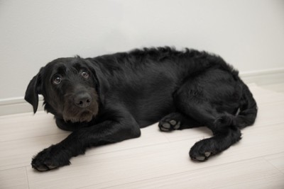 怯える犬