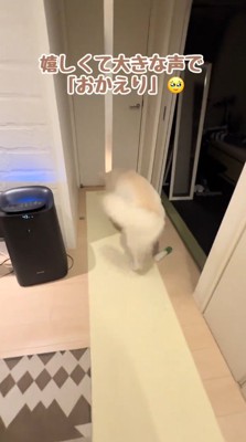 しっぽを振ってドアに近づく犬