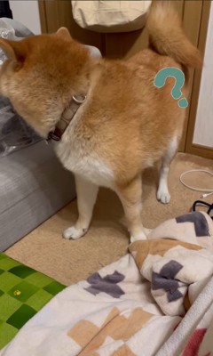 靴下を取られたぽんず君6