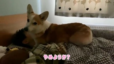 ママをみるノエさん